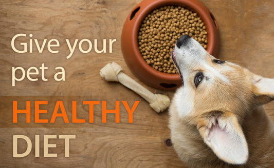 Best Nutritional Diet for Dogs
